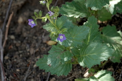 Phacelia viscida