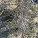 Acacia origena