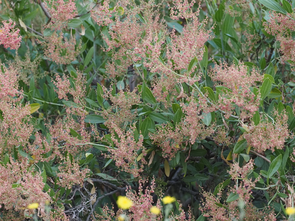 Rumex nervosus