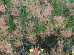Rumex nervosus