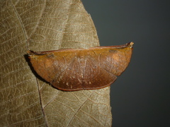 Cyphoedma transvolutata
