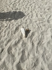 Columba livia domestica