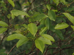 Glycosmis parviflora