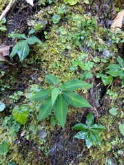 Paris polyphylla stenophylla