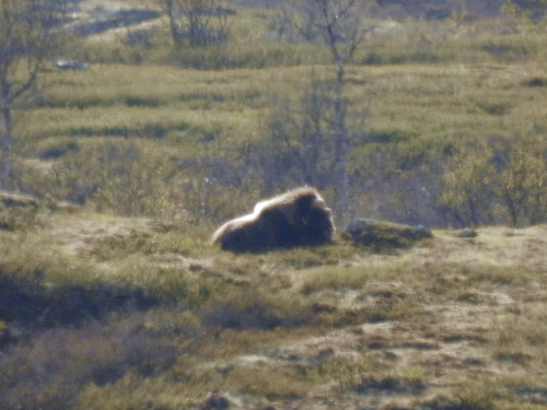 Ovibos moschatus