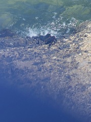 Grapsus tenuicrustatus