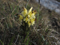Pedicularis oederi