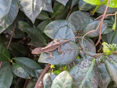 Anolis carolinensis
