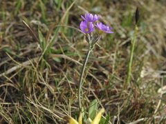 Primula scandinavica