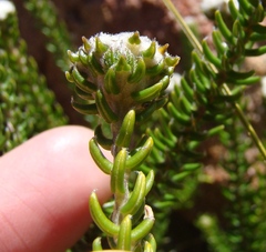 Phylica stenantha