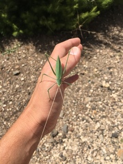 Acrometopa syriaca