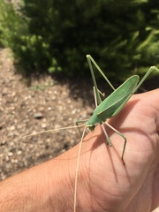 Acrometopa syriaca