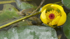 Nuphar × rubrodisca