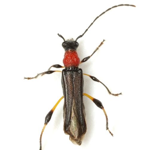 Callimoxys ocularis