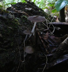Pseudohydropus commenticius