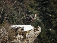 Rupicapra rupicapra balcanica