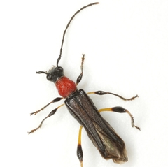 Callimoxys ocularis