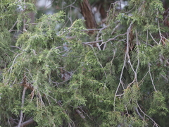 Juniperus procera