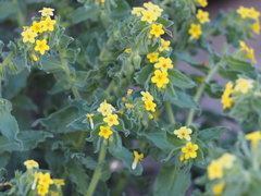 Alkanna orientalis