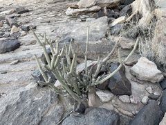Kleinia odora