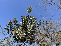 Phragmanthera austroarabica