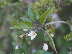 Solanum schimperianum