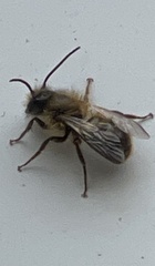 Osmia cornifrons
