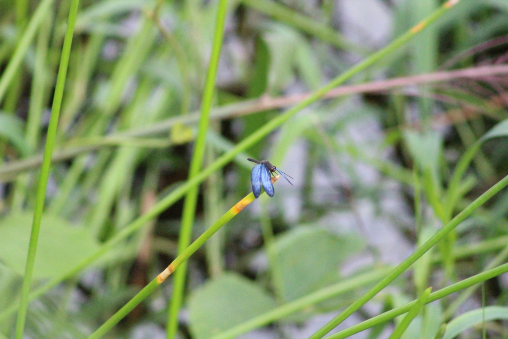 Clearspot Bluewing