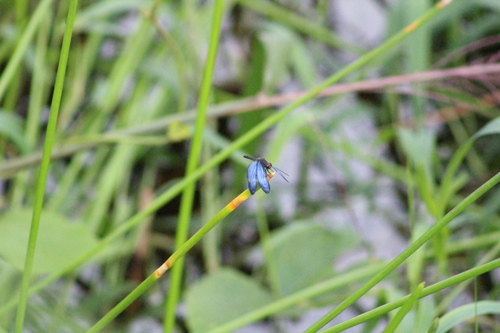 Clearspot Bluewing
