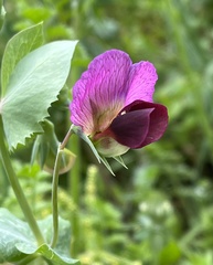 pea (Lathyrus oleraceus): origin and uses — photo 2