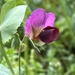pea (Lathyrus oleraceus): origin and uses — photo 2