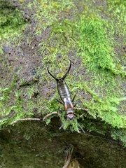Pterygida ornaticapitata