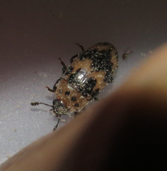 Ischyrus quadripunctatus