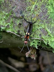 Pterygida ornaticapitata