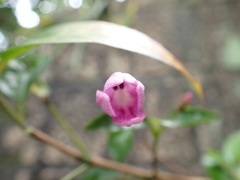 Pseuderanthemum laxiflorum