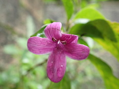 Pseuderanthemum laxiflorum