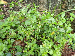 Pseuderanthemum laxiflorum