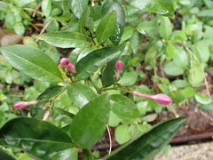 Pseuderanthemum laxiflorum