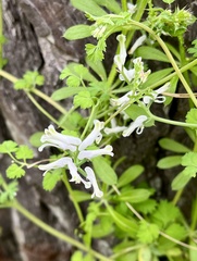 Fumaria macrocarpa