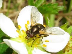Blera nigra