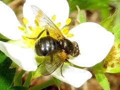 Blera nigra