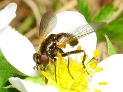 Blera nigra
