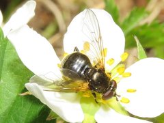 Blera nigra