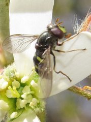 Dasysyrphus laticaudus