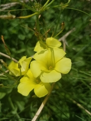 Oxalis pes-caprae