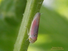 Cicadellidae
