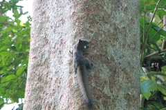 Callosciurus inornatus
