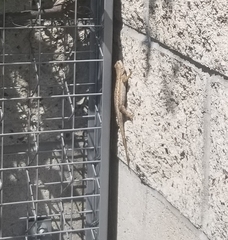 Sceloporus occidentalis