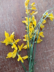 Genista numidica