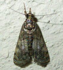 Noorda